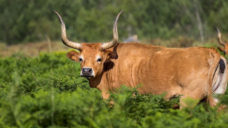 7 Daging Sapi Terbaik di Dunia, Bukan Wagyu dan Kobe!