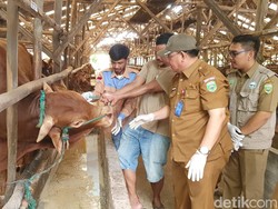 DKPP Jamin Hewan Kurban di Peternak Sumsel Bebas Penyakit