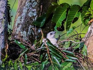 Gemas! Sang Garuda Muda Lahir di Kawasan Gunung Halimun Salak