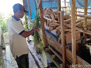 Peternak di Banyuwangi Keluhkan Harga Hewan Kurban Anjlok Jelang Idul Adha