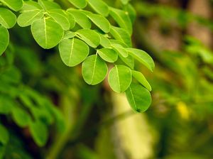 Kandungan Gizi Daun Kelor, Disebut Jadi Alternatif Menu Makan Bergizi Gratis Kandungan Gizi Daun Kelor, Disebut Jadi Alternatif Menu Makan Bergizi Gratis