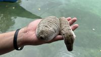 Mengintip Aktivitas Kampung Budi Daya Teripang Satu-satunya di RI