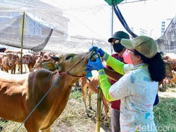 Pemeriksaan Hewan Kurban di Surabaya Temukan Sapi Pernah Terjangkit LSD