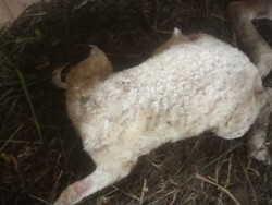 Kata BKSDA soal Teror Hewan Buas yang Serang 8 Domba di Ciamis