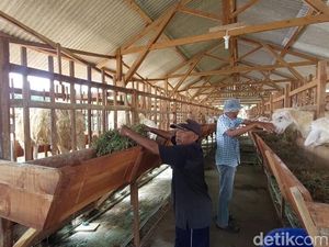 Peternak Domba Modern di Lamongan Raup Cuan Banyak Jelang Idul Adha