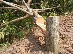 Secercah Asa untuk Warga Pakel Banyuwangi Bisa Kembali Hidup Damai