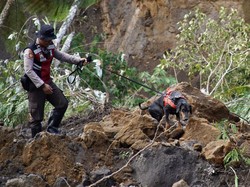 2 korban Longsor di Lumajang Belum Ditemukan, K9 Diterjunkan