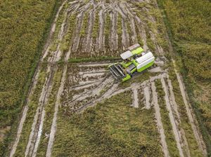 Produksi Padi di Sulawesi Tenggara Meningkat Produksi Padi di Sulawesi Tenggara Meningkat