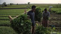 Semringah Petani Babelan Panen Kangkung dan Bayam
