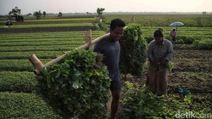 Semringah Petani Babelan Panen Kangkung dan Bayam
