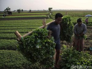 Semringah Petani Babelan Panen Kangkung dan Bayam Semringah Petani Babelan Panen Kangkung dan Bayam