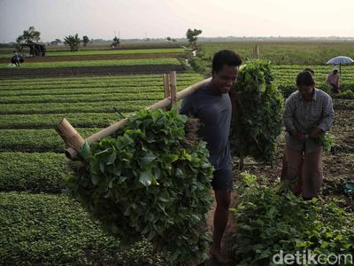 Semringah Petani Babelan Panen Kangkung dan Bayam