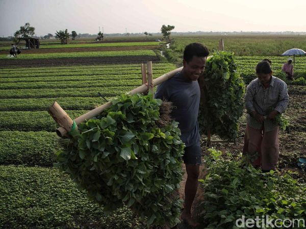 Semringah Petani Babelan Panen Kangkung dan Bayam