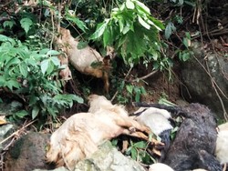 18 Bangkai Kambing Ditemukan di Tepi Sungai Gumitir Jember
