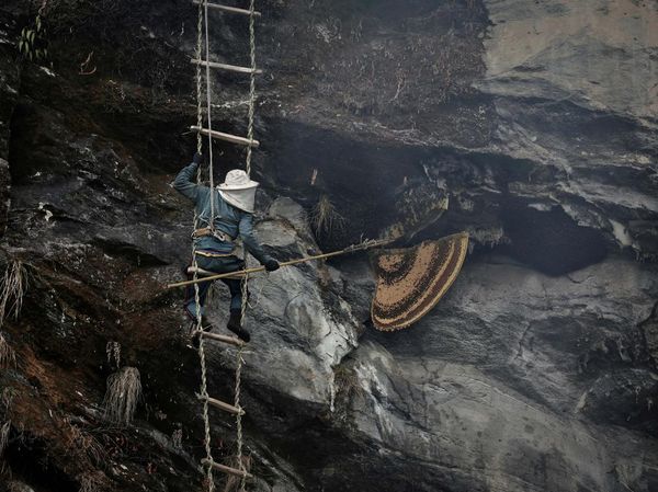 Berburu Madu Lebah Himalaya di Tebing Jurang