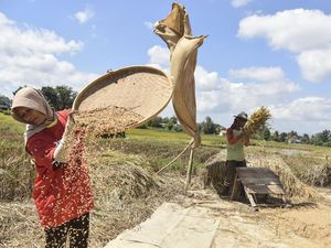 Prabowo Naikkan Harga Pembelian Gabah Jadi Rp 6.500-Jagung Rp 5.500/Kg