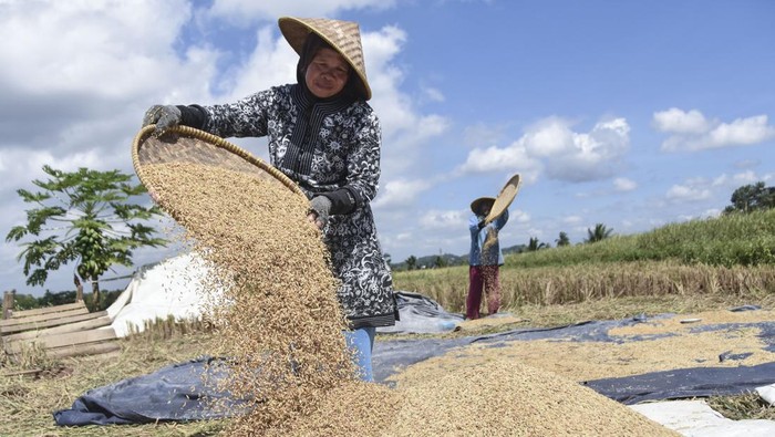 Petani membersihkan butiran gabah hasil panen di Sindangkasih, Kabupaten Ciamis, Jawa Barat, Kamis (6/5/2024). Berdasarkan data panel Harga Badan Pangan Nasional, harga gabah mengalami peningkatan pada Senin (3/6/2024) dimana harga gabah kering panen (GKP) di tingkat petani sebesar Rp5.980 dari Rp5.900 per kilogram, sedangkan harga gabah kering giling (GKG) di tingkat penggilingan dari Rp6.380 menjadi Rp6.990 per kilogram. ANTARA FOTO/Adeng Bustomi/wpa.