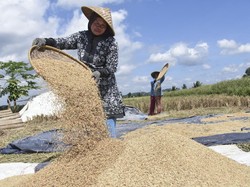 Masalah Serius Jika Bulog Tak Maksimal Serap Gabah Petani