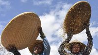 Harga Gabah Mulai Naik, Petani Panen