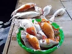 100 Ikan Koi Warga OKI Mati Gegara Listrik Padam