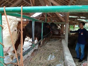 Senyum Manis Peternak Cirebon Usai Sapi Kurban Laris