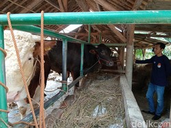 Senyum Manis Peternak Cirebon Usai Sapi Kurban Laris
