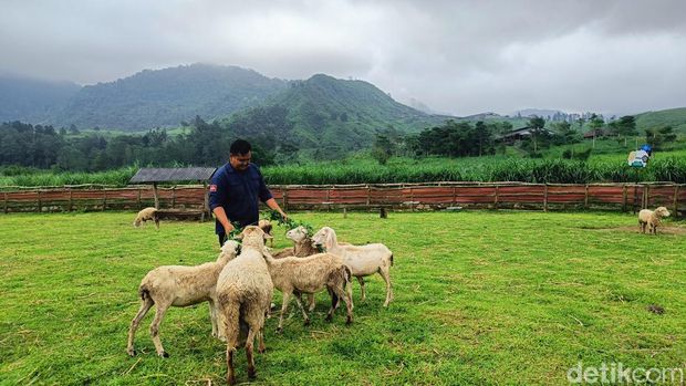 Menggala Ranch, Desa Karangtengah, Kecamatan Cilongok, Kabupaten Banyumas, Kamis (6/6/2024).