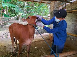 Pemkab Banyuwangi Cek Kesehatan Hewan Kurban Jelang Idul Adha
