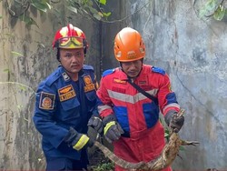 Panik Biawak Mau Masuk ke Dapur, Warga Bogor Panggil Damkar