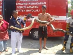 Ngeri! 2 Ular Piton Bikin Sarang di Dalam Pabrik Tahu