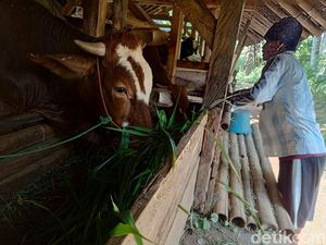 Momentum Idul Adha yang Dinanti Warga Kampung Sapi Sumedang