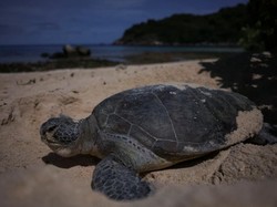Spanyol Lepas Penyu yang Diamputasi Kembali ke Laut