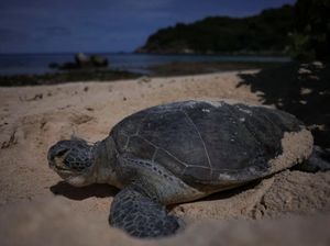 Spanyol Lepas Penyu yang Diamputasi Kembali ke Laut Spanyol Lepas Penyu yang Diamputasi Kembali ke Laut