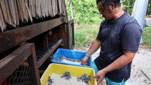 Aksi Sukarelawan Malaysia Selamatkan Populasi Penyu