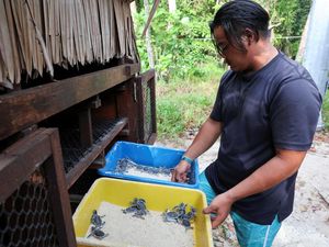 Aksi Sukarelawan Malaysia Selamatkan Populasi Penyu Aksi Sukarelawan Malaysia Selamatkan Populasi Penyu