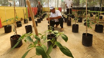 Atasi Lonjakan Harga, Pemda Aceh Ajak Warga Tanam Cabai di Pekarangan