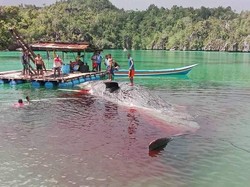 Bangkai Paus Ditemukan di Perairan Raja Ampat, Warga Evakuasi