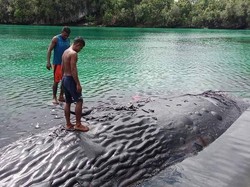 Bangkai Paus di Perairan Raja Ampat Dibiarkan Membusuk di Pinggir Pantai