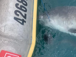 Bikin Kaget! Hiu Ini Muntahkan Landak