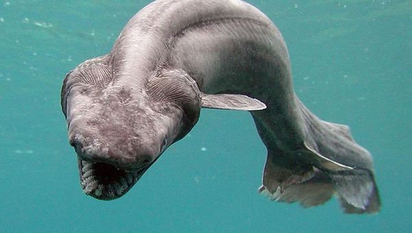 Kumpulan Penampakan Makhluk Teraneh dari Laut Dalam