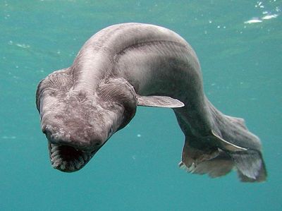 Kumpulan Penampakan Makhluk Teraneh dari Laut Dalam