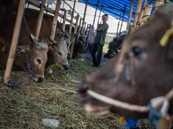 Ratusan Hewan Kurban di Bandung Sakit-Belum Cukup Umur Dijual