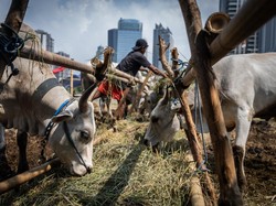 Kurban Sapi Patungan atau Kambing Sendirian, Mana yang Utama?