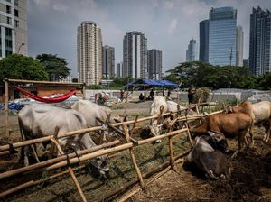 5 Syarat Sah Hewan Kurban untuk Idul Adha, Apa Saja?