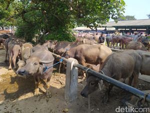 Kurban Atas Nama Satu Keluarga Apakah Boleh? Ini Penjelasan Hukumnya Kurban Atas Nama Satu Keluarga Apakah Boleh? Ini Penjelasan Hukumnya