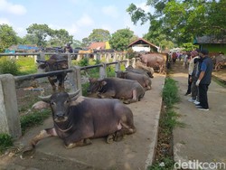 3 Kriteria Hewan Kurban yang Bisa Disembelih saat Hari Raya Idul Adha