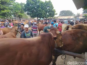 Jelang Idul Adha, Penjualan Hewan Kurban di Magelang Lesu