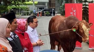 Penyaluran Hewan Kurban ke Baznas