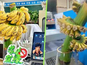 Redakan Stres, Pegawai di China Ramai-ramai Tanam Pisang di Kantor