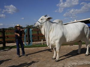 Ini Dia Sapi Termahal di Dunia, Laku Rp 65 Miliar-Dikawal Penjaga Bersenjata Ini Dia Sapi Termahal di Dunia, Laku Rp 65 Miliar-Dikawal Penjaga Bersenjata